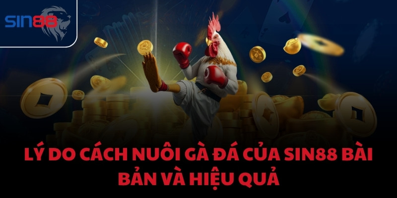 Lý do cách nuôi gà đá của Sin88 bài bản và hiệu quả